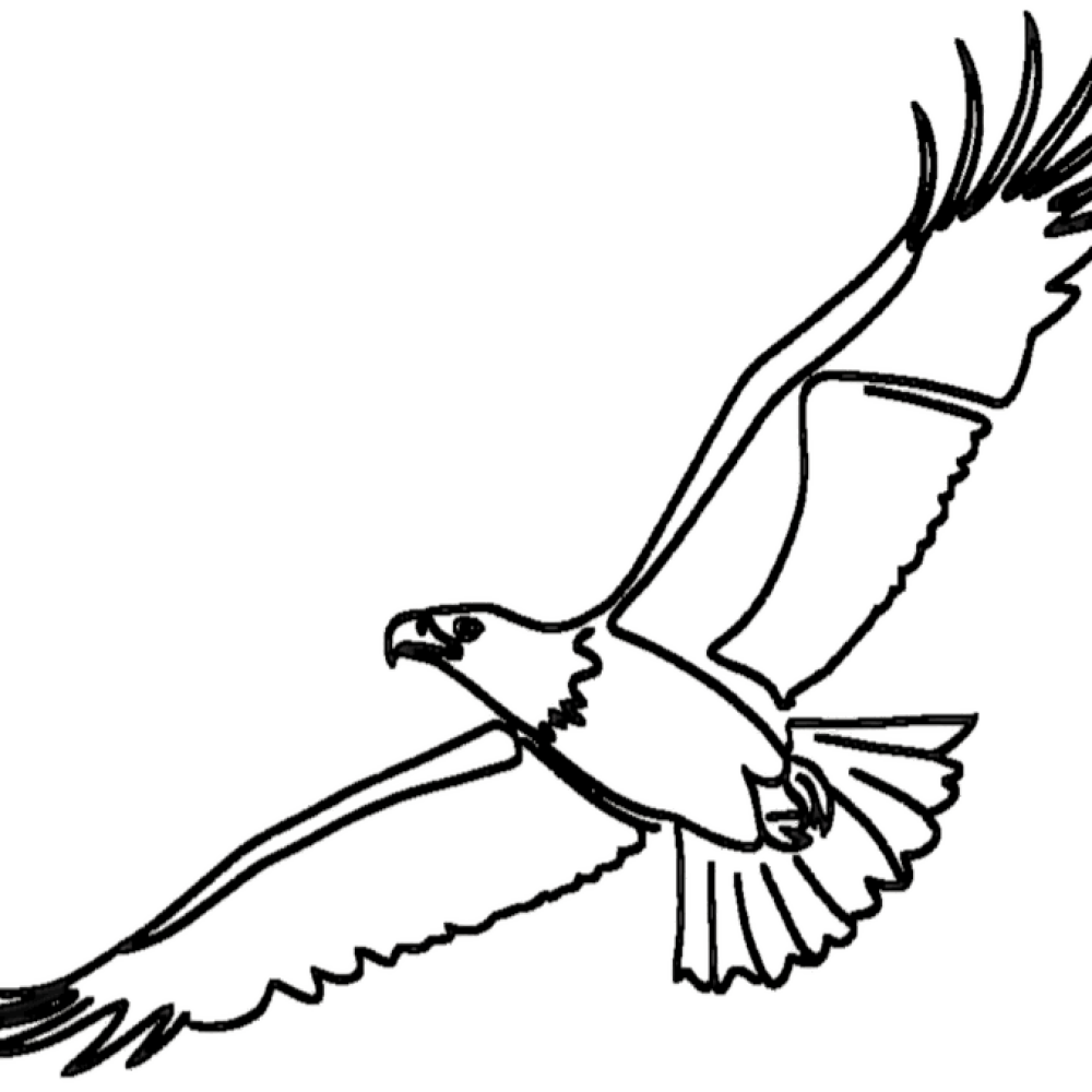 cropped-Rastergrafik.png Adler